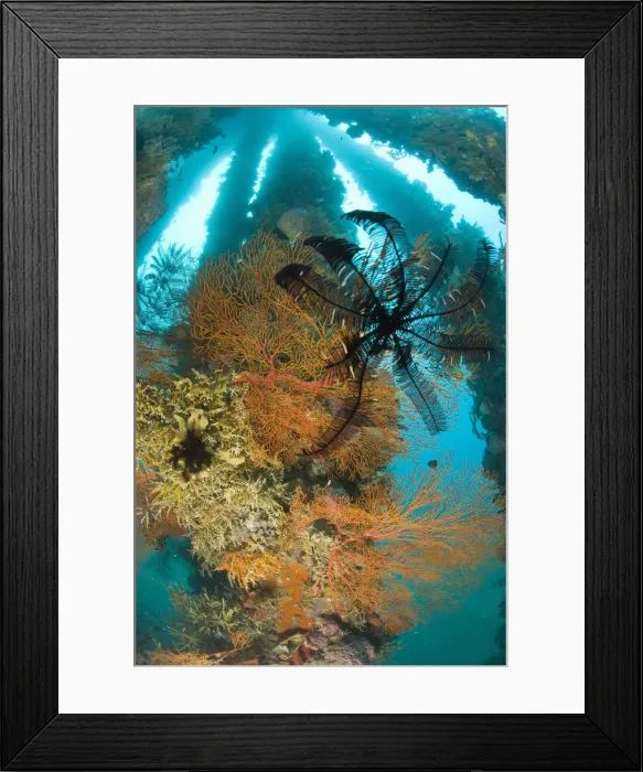 Framed Print : DDE-90025482 Framed Print : DDE-90025482