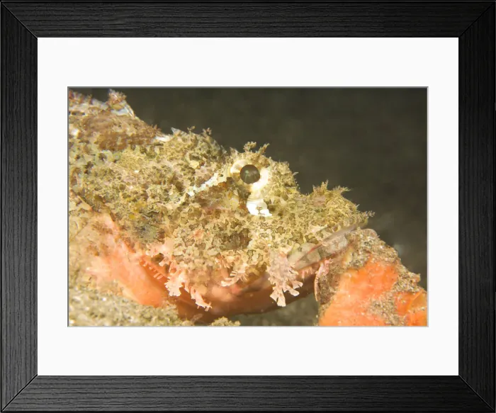 Framed Print : DDE-90025484 Framed Print : DDE-90025484