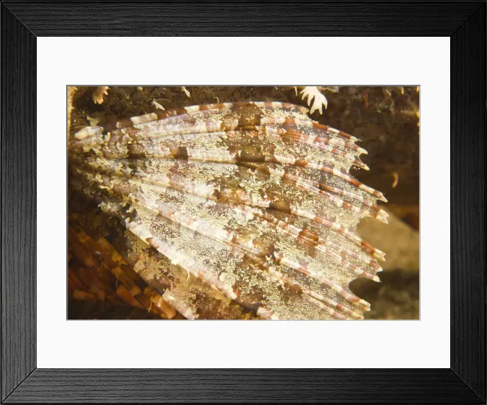 Framed Print : DDE-90025486 Framed Print : DDE-90025486
