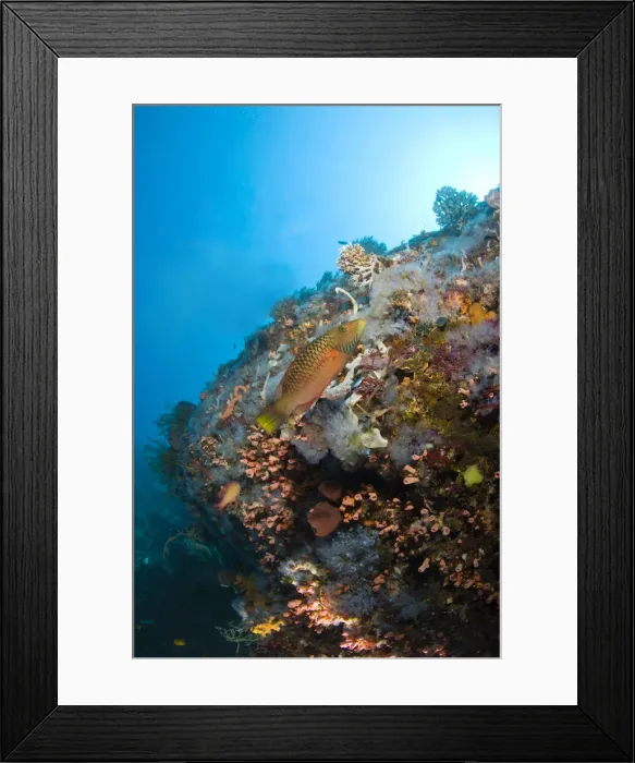 Framed Print : DDE-90025487 Framed Print : DDE-90025487