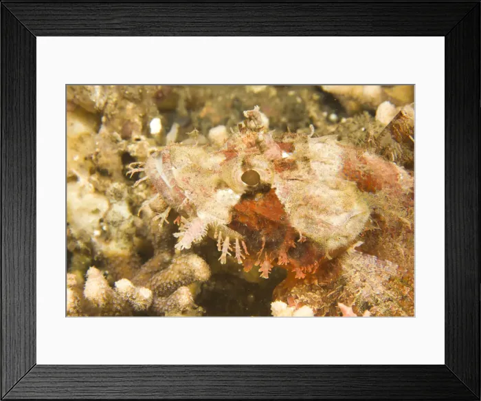 Framed Print : DDE-90025485 Framed Print : DDE-90025485