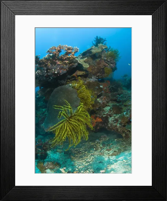 Framed Print : DDE-90025488 Framed Print : DDE-90025488
