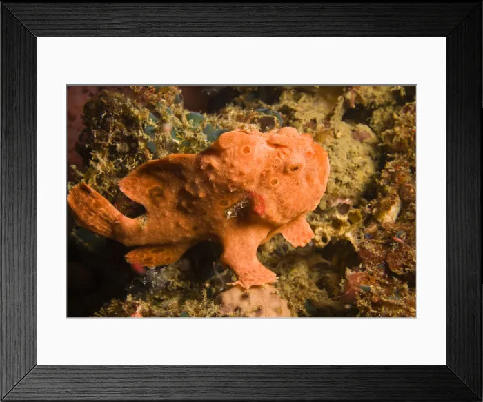 Framed Print : DDE-90025490 Framed Print : DDE-90025490