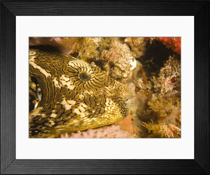 Framed Print : DDE-90025489 Framed Print : DDE-90025489