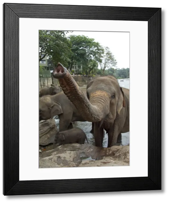 Framed Print : DDE-90025503 Framed Print : DDE-90025503