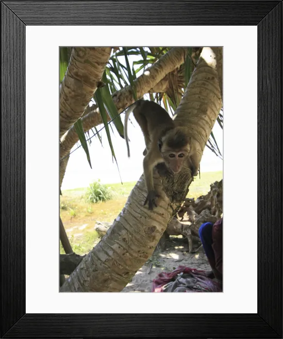Framed Print : DDE-90025505 Framed Print : DDE-90025505