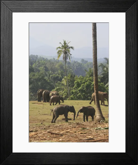 Framed Print : DDE-90025507 Framed Print : DDE-90025507