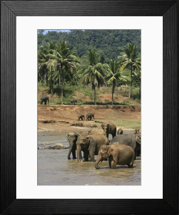 Framed Print : DDE-90025508 Framed Print : DDE-90025508