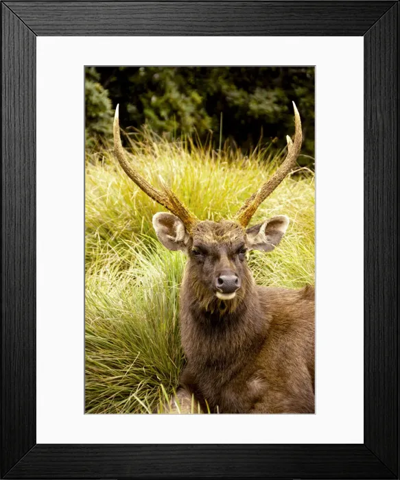Framed Print : DDE-90025511 Framed Print : DDE-90025511