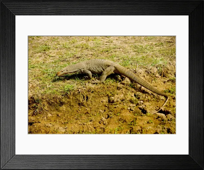 Framed Print : DDE-90025512