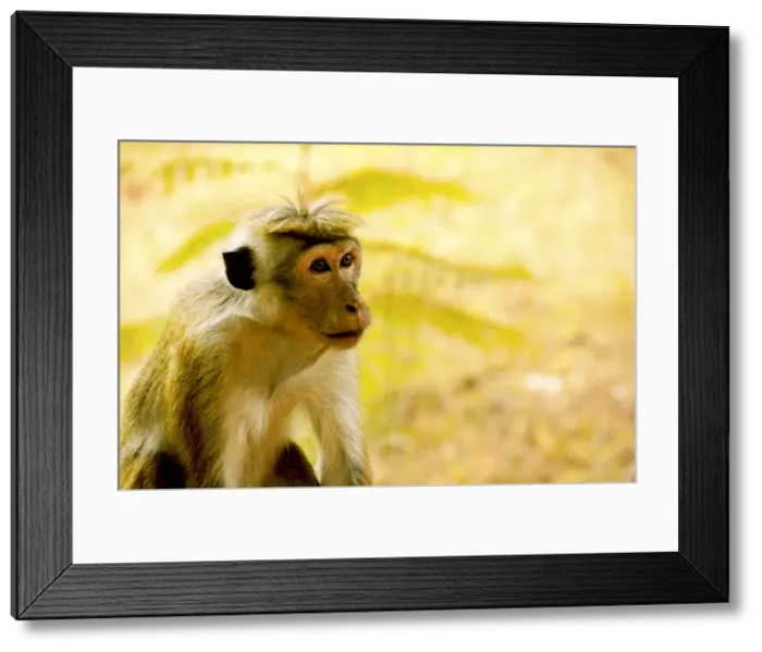 Framed Print : DDE-90025514 Framed Print : DDE-90025514