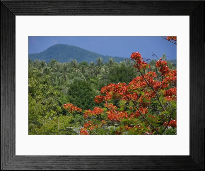 Framed Print : DDE-90025519 Framed Print : DDE-90025519