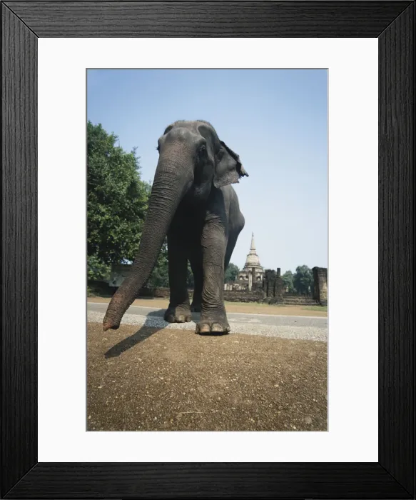 Framed Print : DDE-90025523 Framed Print : DDE-90025523