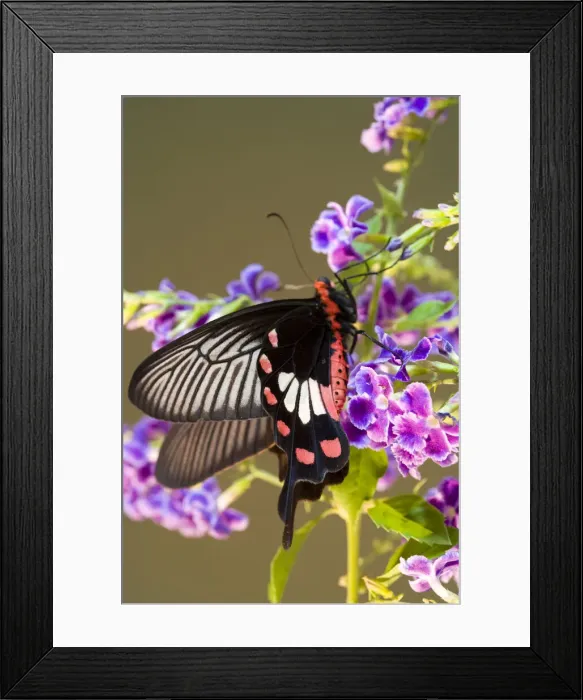 Framed Print : DDE-90025525 Framed Print : DDE-90025525