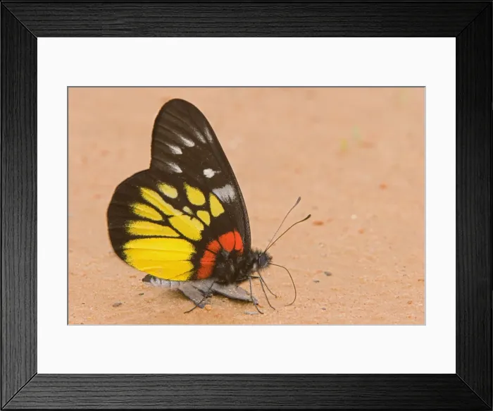 Framed Print : DDE-90025526 Framed Print : DDE-90025526
