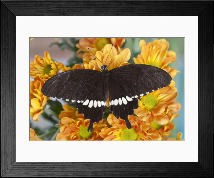 Framed Print : DDE-90025528 Framed Print : DDE-90025528