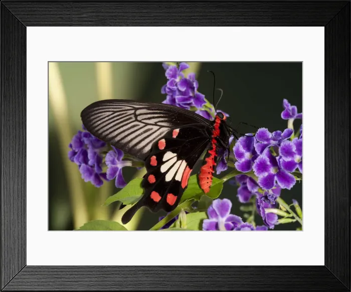 Framed Print : DDE-90025529 Framed Print : DDE-90025529