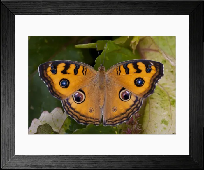 Framed Print : DDE-90025530