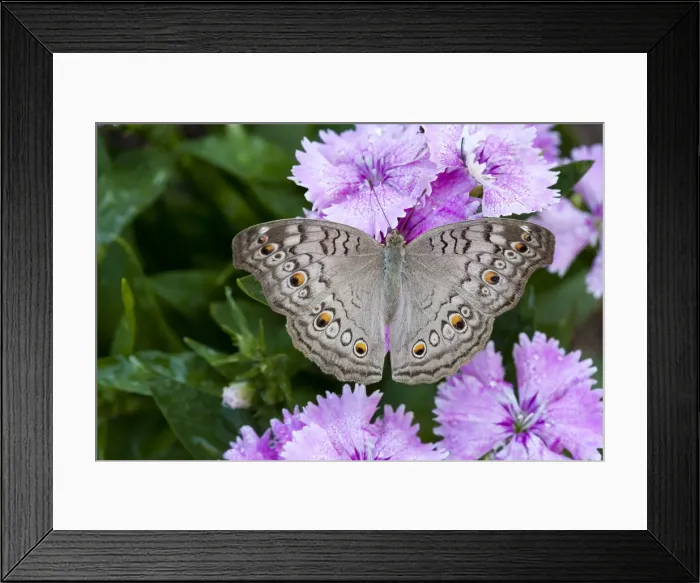Framed Print : DDE-90025531 Framed Print : DDE-90025531