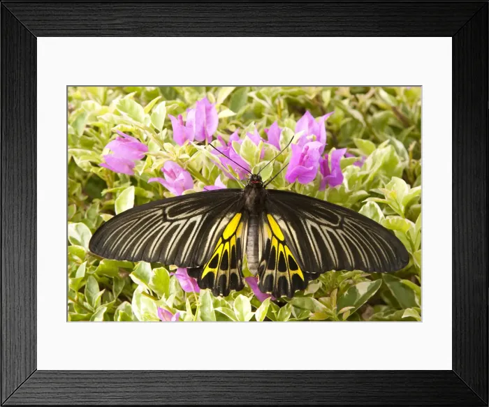 Framed Print : DDE-90025527 Framed Print : DDE-90025527