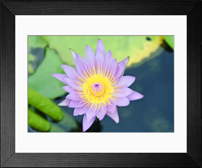 Framed Print : DDE-90025532 Framed Print : DDE-90025532