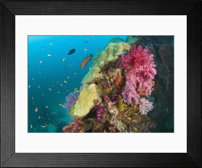 Framed Print : DDE-90025543