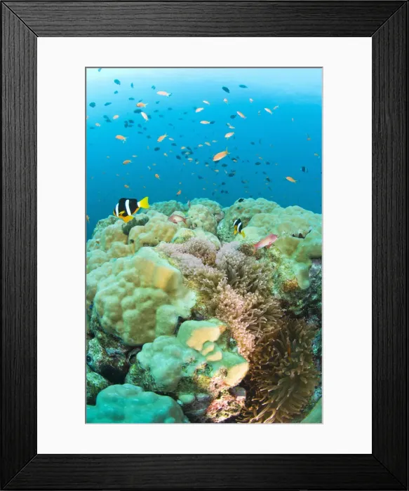 Framed Print : DDE-90025544 Framed Print : DDE-90025544