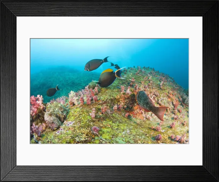 Framed Print : DDE-90025546 Framed Print : DDE-90025546