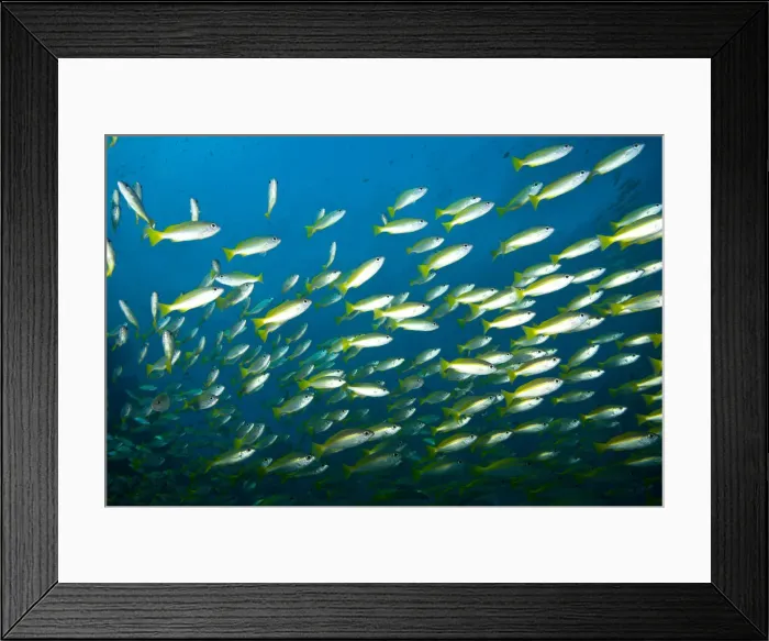 Framed Print : DDE-90025547 Framed Print : DDE-90025547