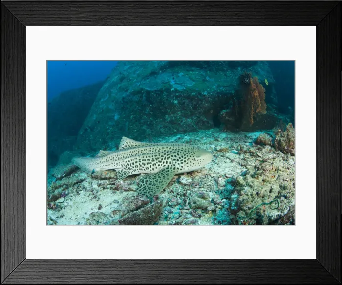 Framed Print : DDE-90025545 Framed Print : DDE-90025545