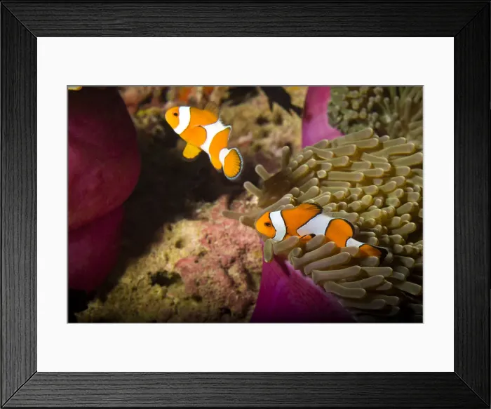 Framed Print : DDE-90025548 Framed Print : DDE-90025548