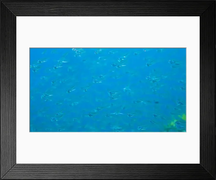 Framed Print : DDE-90025550 Framed Print : DDE-90025550