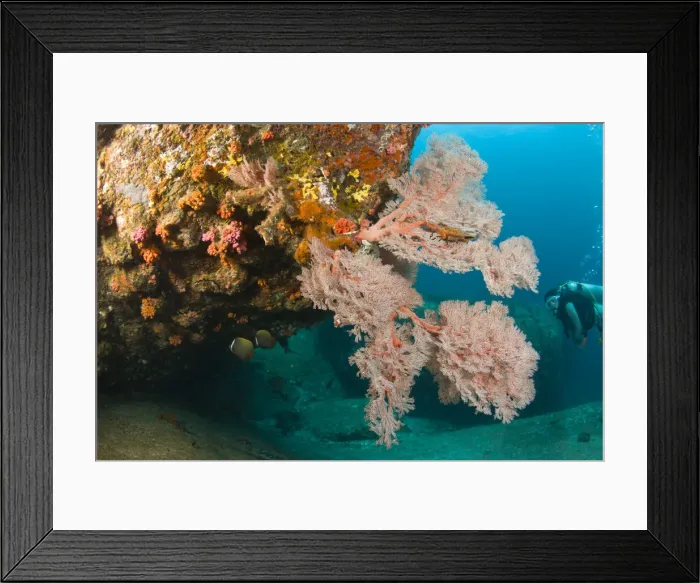 Framed Print : DDE-90025551 Framed Print : DDE-90025551