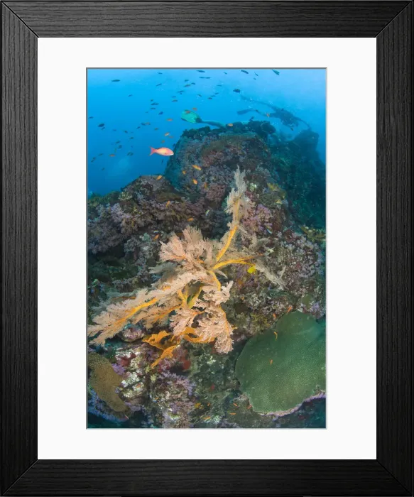 Framed Print : DDE-90025552 Framed Print : DDE-90025552