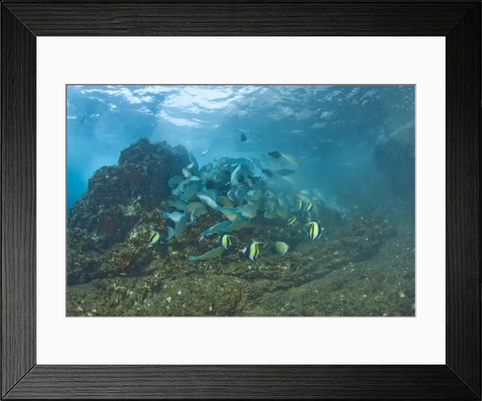Framed Print : DDE-90025555 Framed Print : DDE-90025555