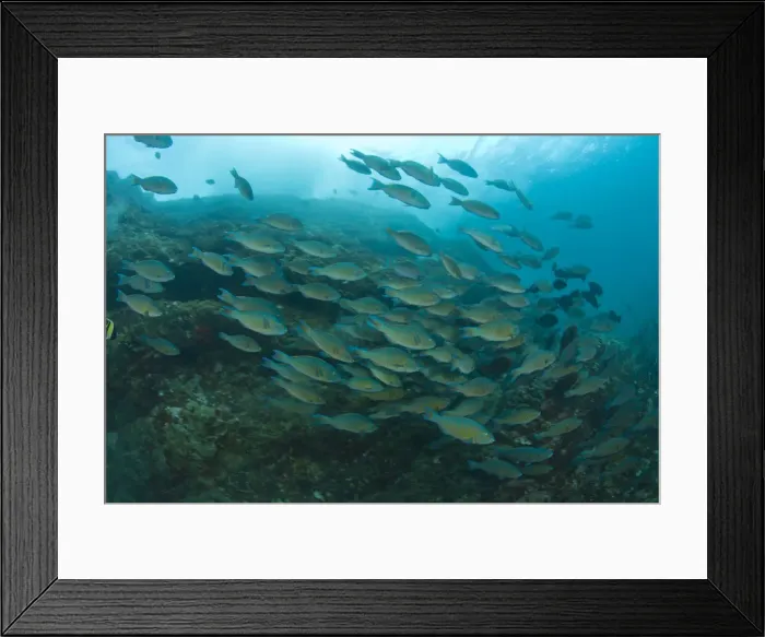 Framed Print : DDE-90025556 Framed Print : DDE-90025556