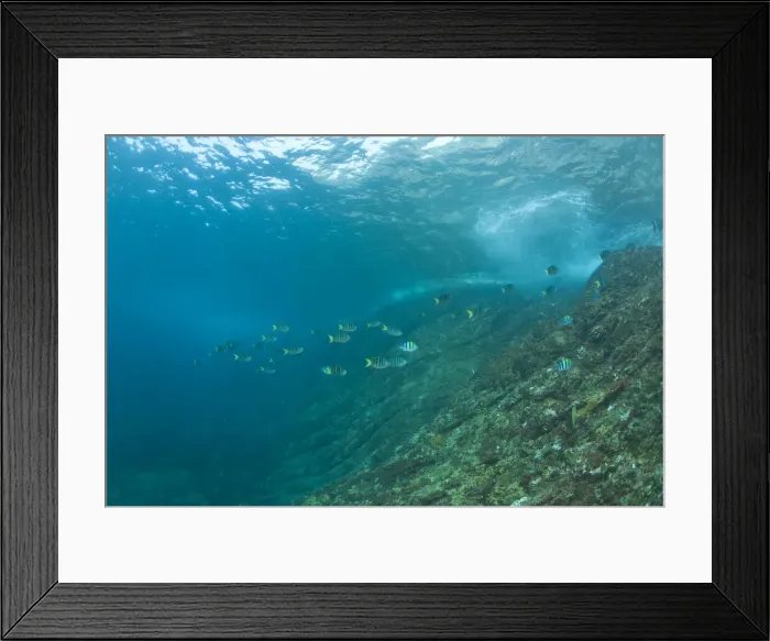 Framed Print : DDE-90025554 Framed Print : DDE-90025554