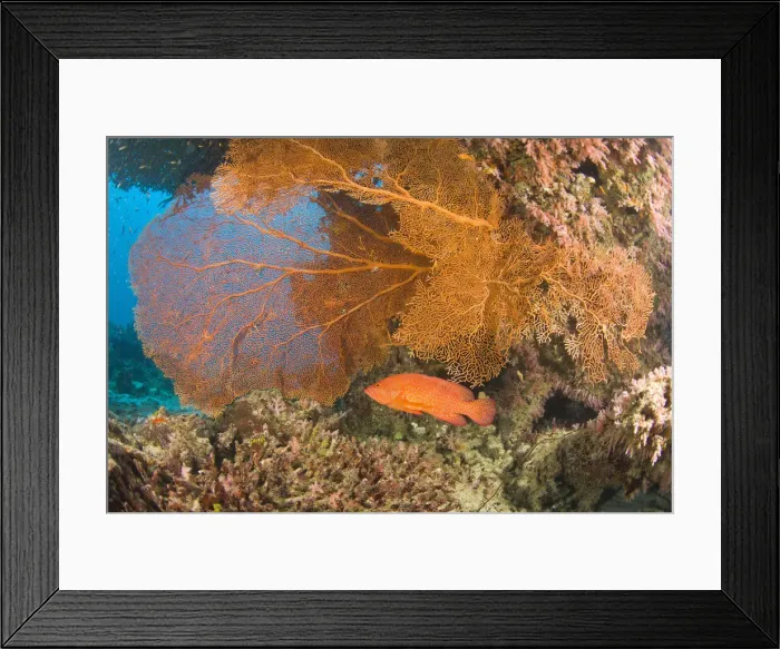 Framed Print : DDE-90025557 Framed Print : DDE-90025557