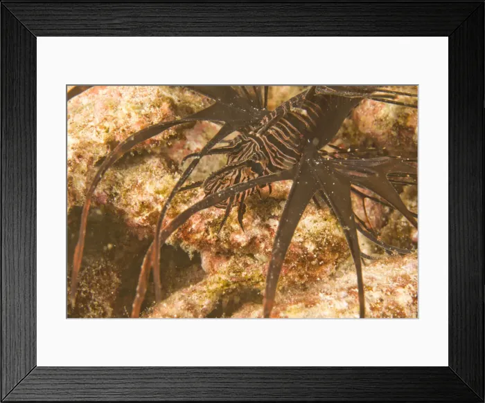 Framed Print : DDE-90025559 Framed Print : DDE-90025559