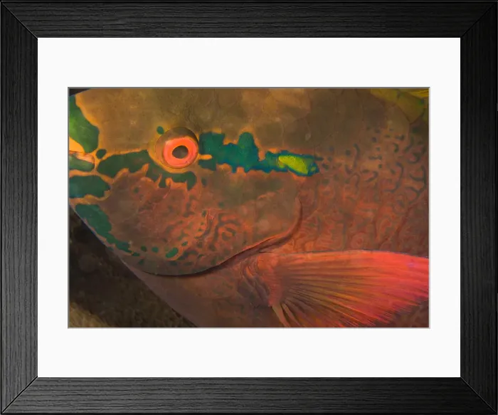 Framed Print : DDE-90025560