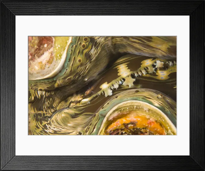 Framed Print : DDE-90025561 Framed Print : DDE-90025561