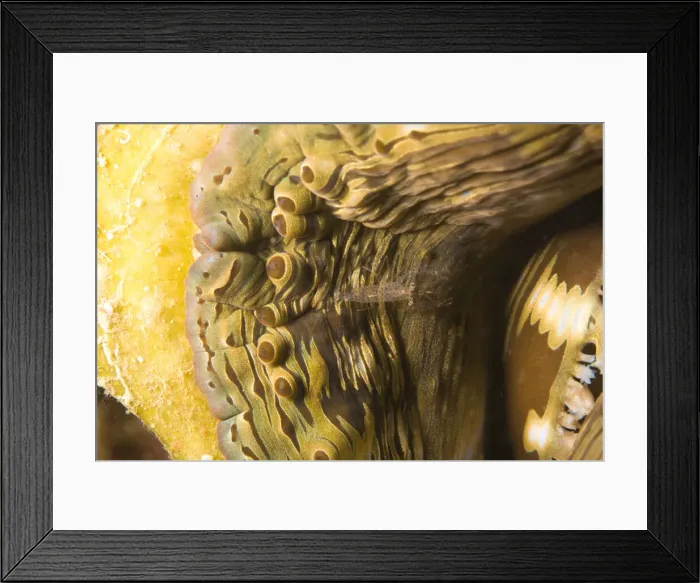 Framed Print : DDE-90025562 Framed Print : DDE-90025562