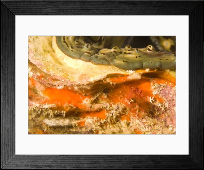 Framed Print : DDE-90025563 Framed Print : DDE-90025563