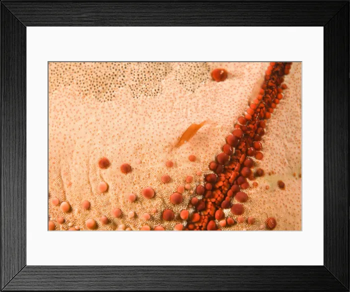 Framed Print : DDE-90025558 Framed Print : DDE-90025558