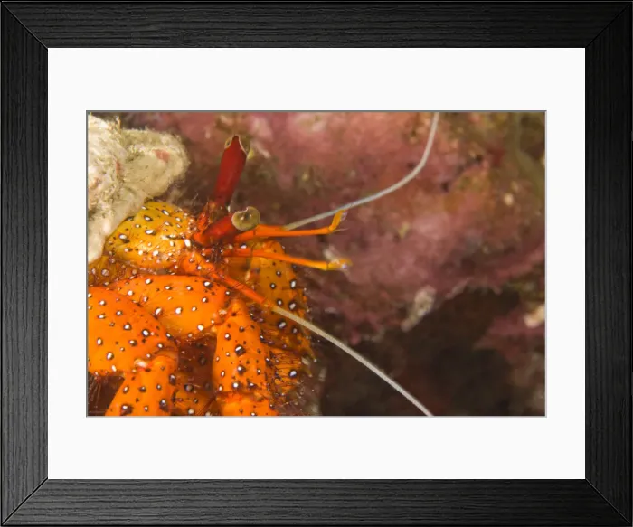 Framed Print : DDE-90025565 Framed Print : DDE-90025565