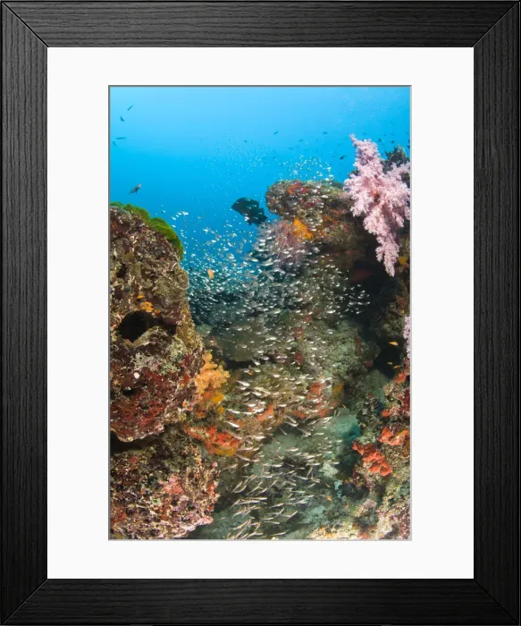 Framed Print : DDE-90025566