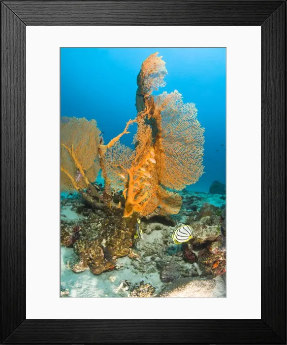 Framed Print : DDE-90025564
