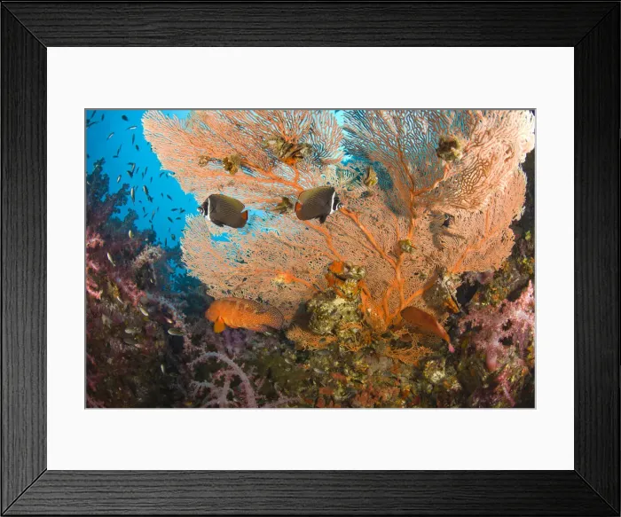 Framed Print : DDE-90025568 Framed Print : DDE-90025568