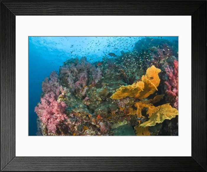 Framed Print : DDE-90025567 Framed Print : DDE-90025567