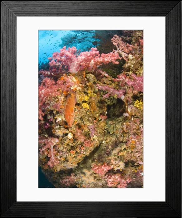 Framed Print : DDE-90025569
